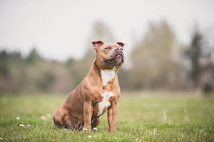 Staffordshire Bull Terrier